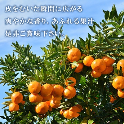 温州みかん約10キロ【1727487】