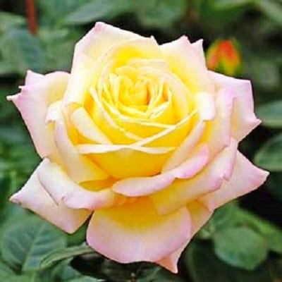 『おおがファーム』店長おすすめ　世界殿堂入りのバラ苗3品種(7号鉢)(未開花)【1085907】