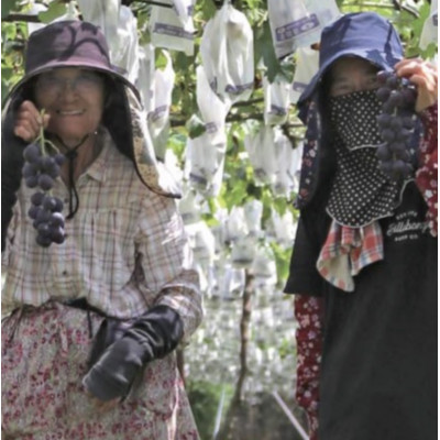 å·šå³°(çš®ãã) çŽ2kg(5ã7æ¿)è¡èäœã60å¹Žã®ææš¹åãææ¡ãå³éžã§ãå±ãããŸããé
éäžå¯å°åïŒé¢å³¶ãã1521535ã