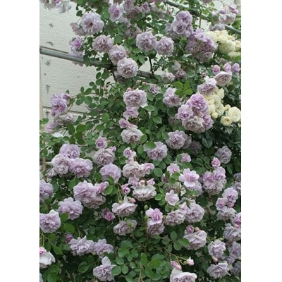 バラ苗(7号鉢植え)　憧れのブランドローズ4鉢　スターターセット(天然肥料と殺虫殺菌剤付き)【1365555】