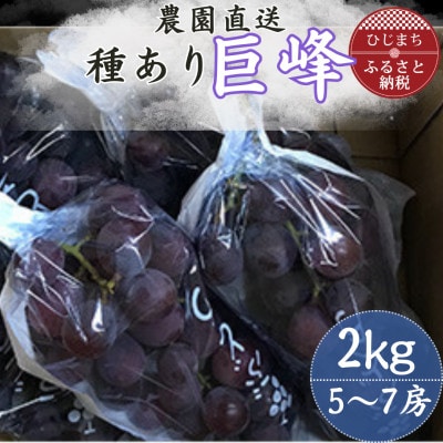 巨峰(種あり) 約2kg(5〜7房)葡萄作り60年の果樹園が朝採れ厳選でお届けします【配送不可地域：離島】【1521535】