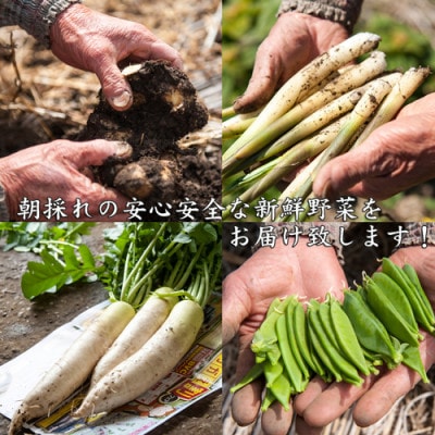 産地直送!旬の朝採れ野菜のセット(9〜13種程度)【配送不可地域：離島】【1088636】