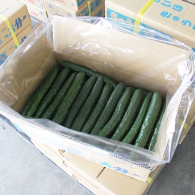 大分県日出町産「白いぼきゅうり」5kg(40〜50本入り)【1304915】