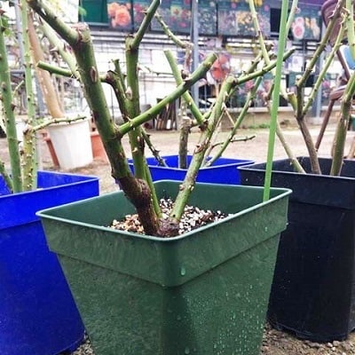 『おおがファーム』店長おすすめ　世界殿堂入りのバラ苗4品種(7号鉢)(未開花)【1085908】