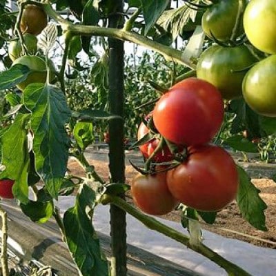 2026年1月中旬から順次発送【糖度8度以上】あま〜いトマト「トマ王 潮」約2kg【配送不可地域：離島】【1087106】