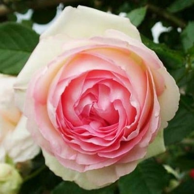 『おおがファーム』店長おすすめ　世界殿堂入りのバラ苗4品種(7号鉢)(未開花)【1085908】