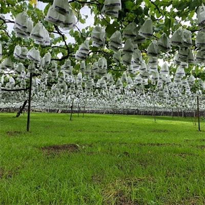 å·šå³°(çš®ãã) çŽ2kg(5ã7æ¿)è¡èäœã60å¹Žã®ææš¹åãææ¡ãå³éžã§ãå±ãããŸããé
éäžå¯å°åïŒé¢å³¶ãã1521535ã