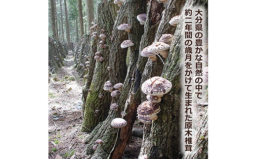 螟ァ蛻逕」讀手減縺ゥ繧薙% 70g 螟ァ蛻逵 縺ゥ繧薙% 荵セ辯・ 讀手減 縺励>縺溘¢ 蟷イ縺励@縺縺溘¢ 蜴滓惠譬ス蝓ケ 逕溽肇驥 譌・譛ャ荳 讀手減譛ャ譚・ 蜻ウ 鬥吶j 譌ィ縺ソ 蜃コ豎 縺縺 蜥碁」 荳ュ闖ッ 縺倥▲縺上j 豌エ謌サ縺 貊句袖 讀手減鬲蜉 譁咏炊 荵セ迚ゥ 驥手除 繧ュ繝弱さ 繧ュ繝弱さ鬘 譁咏炊邏譚 鬚ィ蜻ウ 豼縺 隱ソ逅 鄒主袖縺励>
