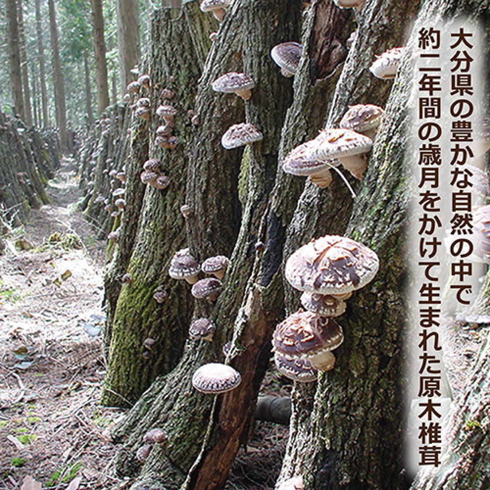 大分産椎茸こうしん 150g（50g×3袋）大分 椎茸 しいたけ 干ししいたけ 乾燥しいたけ 原木 水戻し 香り 味 和食 中華 小分け お裾分け 保存 香ばしい 旨み 大分しいたけ シンボルマーク シリアル番号 食材 国産 風味たっぷり 安心 美味しい