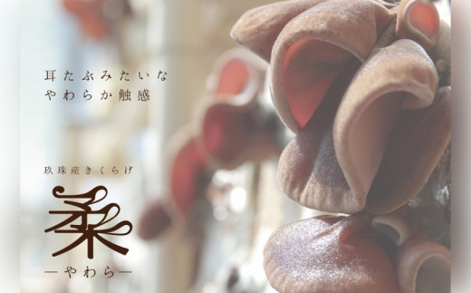 きくらげピクルス（4種）と乾燥きくらげのセット きくらげ ピクルス 乾燥きくらげ 国産 大分県 玖珠町 栽培 安全 安心 柔らか 肉厚 食感 ぬるま湯 戻し 炒め物 スタンダード 甘め 女性 人気 あっさり 唐辛子 しょうが 風味 食感 しいたけ 醤油 香り おかず おつまみ