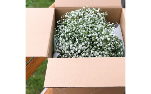 かすみ草 のPompon ブーケ かすみ草 生花 ブーケ 花束 大分県 玖珠郡 丸い形 可愛い 贈り物 ギフト お祝い 清らかな心 幸福 ドライフラワー スワッグ PomponChouchou 逆さ吊り フラワーアレンジメント 花言葉 生花ブーケ