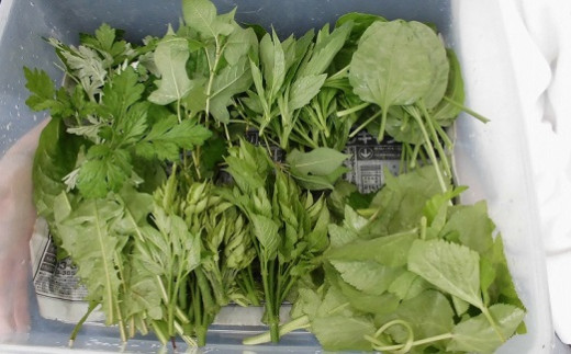 大分県さかもと村ペア１泊２日&食べられる野草摘み体験 大分県 さかもと村 ペア １泊２日 体験 宿泊 夕食 朝食 古民家 野草摘み 野草 天ぷら 自家製野菜 創作料理 シェフ 特製 料理 非日常 抹茶塩 試食 食べられる 野草体験 朝食後 古民家宿泊 田舎体験 食体験