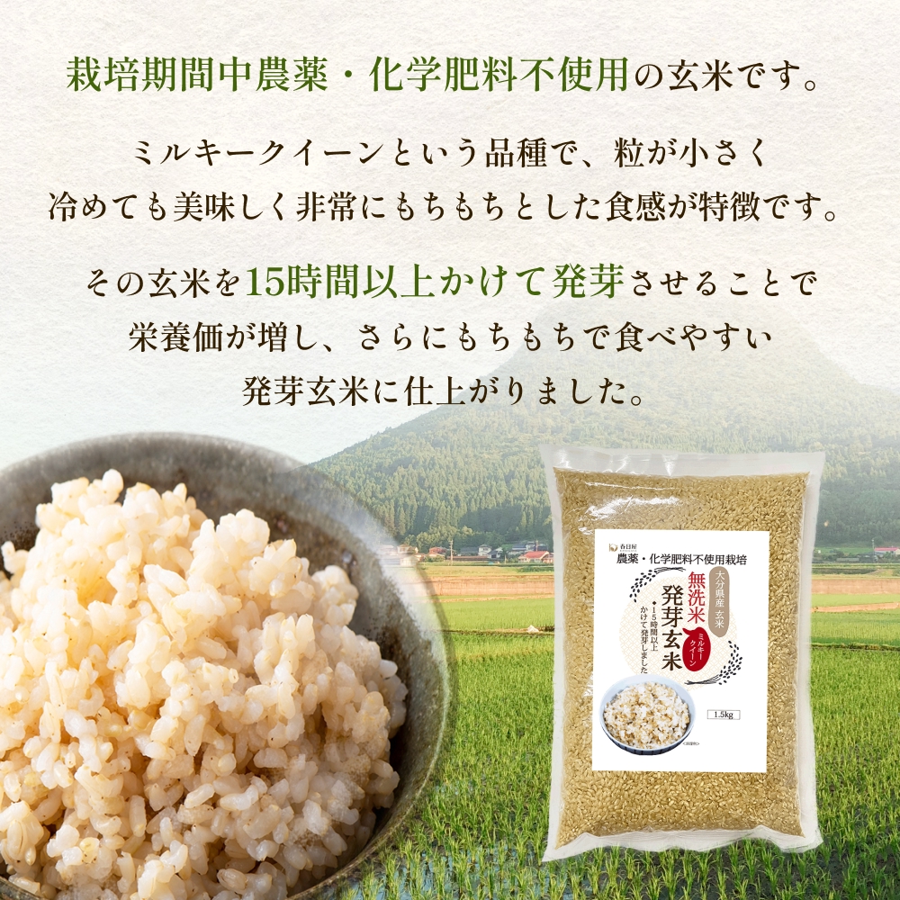 栽培期間中農薬・化学肥料不使用 発芽玄米 (大分県産ミルキークイーン) 1.5kg×1袋 無洗米 令和7年度産