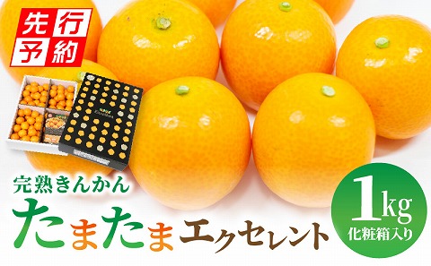 《2025年発送先行予約》【期間・数量限定】完熟きんかん たまたまエクセレント 1kg_M056-012