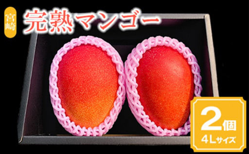 《2026年発送》【期間・数量限定】宮崎市産完熟マンゴー2玉 4Lサイズ(1玉450～499g) 宮崎県産 国産 マンゴー 宮崎マンゴー 完熟マンゴー 2玉 4Lサイズ フルーツ 果物 デザート 完熟 ギフト グルメ お取り寄せ 特産品_M126-016_01