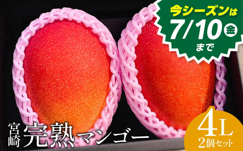 《2026年発送》【期間・数量限定】宮崎市産完熟マンゴー2玉 4Lサイズ(1玉450～499g) 宮崎県産 国産 マンゴー 宮崎マンゴー 完熟マンゴー 2玉 4Lサイズ フルーツ 果物 デザート 完熟 ギフト グルメ お取り寄せ 特産品_M126-016_01