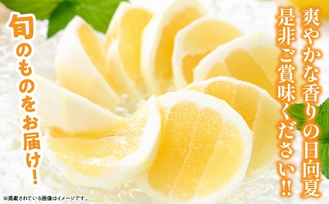 【先行予約】【期間・数量限定】宮崎特産 日向夏_M342-001