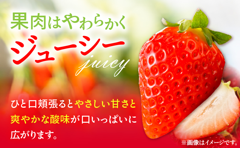 《2026年発送》【数量・期間限定】宮崎県産さがほのか 約1kg いちご 苺 フルーツ_M267-002-02