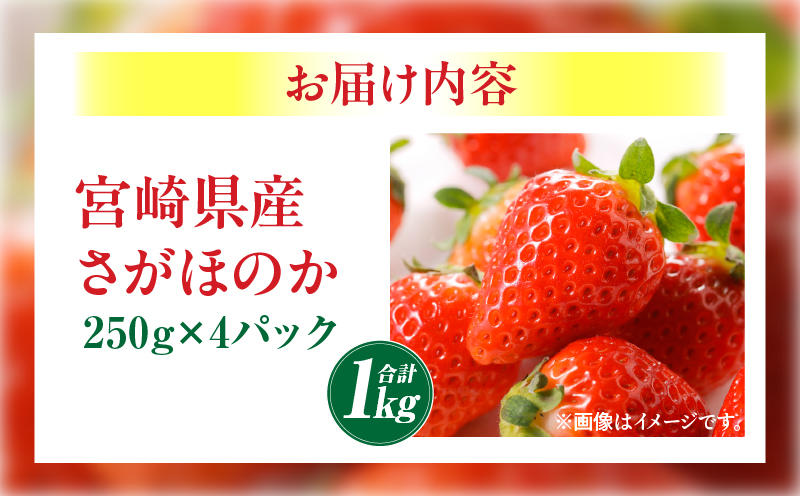 《2026年発送》【数量・期間限定】宮崎県産さがほのか 約1kg いちご 苺 フルーツ_M267-002-02