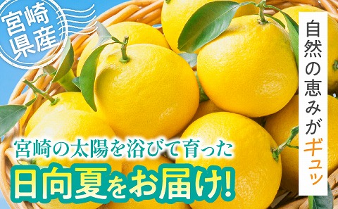 【期間・数量限定】宮崎県産日向夏2.5kg　化粧箱入り_M359-005