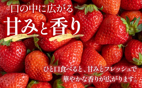 【期間・数量限定】宮崎県産イチゴ 4パック_M359-004-02