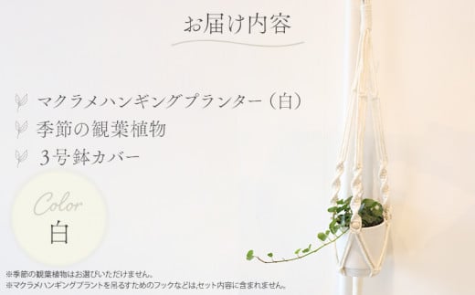 《白》季節の観葉植物と3色から選べるマクラメハンギングプランタ―のセット_M005-006_wh