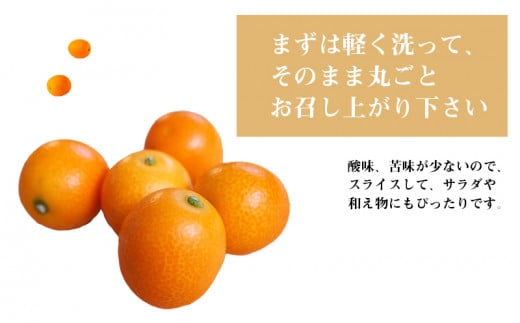 《2025年発送先行予約》【期間・数量限定】完熟きんかんたまたま 3kg_M056-003_01