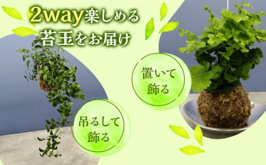 観葉植物 苔玉 2個セット (品種おまかせ)_M238-003