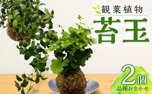 観葉植物 苔玉 2個セット (品種おまかせ)_M238-003