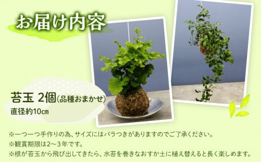 観葉植物 苔玉 2個セット (品種おまかせ)_M238-003