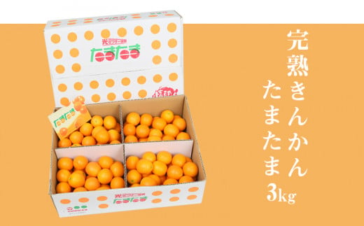 《2025年発送先行予約》【期間・数量限定】完熟きんかんたまたま 3kg_M056-003_01