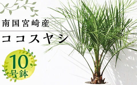 【観葉植物】南国宮崎産ココスヤシ(苗木(10号)1鉢)_M005-001