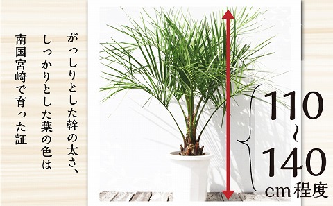 【観葉植物】南国宮崎産ココスヤシ(苗木(10号)1鉢)_M005-001