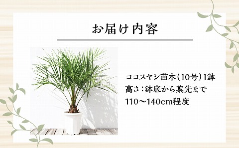 【観葉植物】南国宮崎産ココスヤシ(苗木(10号)1鉢)_M005-001