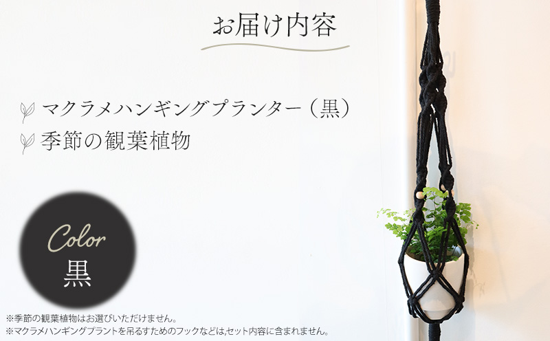 《黒》季節の観葉植物と3色から選べるマクラメハンギングプランターのセット 観葉植物 飾り インテリア マクラメ編み マクラメ ハンギング プランター 鉢 黒 ブラック 手編み おしゃれ 植物 室内_M005-006_bk