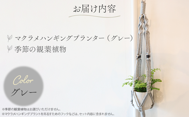 《グレー》季節の観葉植物と3色から選べるマクラメハンギングプランターのセット 観葉植物 飾り インテリア マクラメ編み マクラメ ハンギング プランター 鉢 グレー 手編み おしゃれ 植物 室内_M005-006_gr