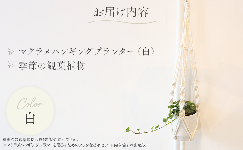 《白》季節の観葉植物と3色から選べるマクラメハンギングプランターのセット 観葉植物 飾り インテリア マクラメ編み マクラメ ハンギング プランター 鉢 白 ホワイト 手編み おしゃれ 植物 室内_M005-006_wh