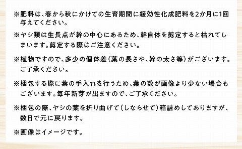 【観葉植物】南国宮崎産ココスヤシ(苗木(10号)1鉢)_M005-001