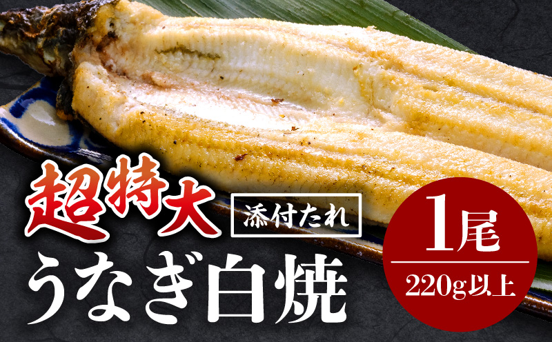 うなぎ白焼(超特大サイズ) 1尾 うなぎ ウナギ 鰻 白焼き 白焼 宮崎県産 蒸し焼き 冷凍_M069-025