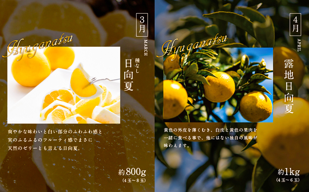 青果店厳選！「くだもの定期便Vol.1」(全9回) フルーツ 果物 定期便 9回 いちご きんかん 金柑 たまたま 日向夏 マンゴー メロン みかん 温州みかん 不知火 柑橘 柑橘類 青果物 青果 グルメ お取り寄せ ギフト_M153-004