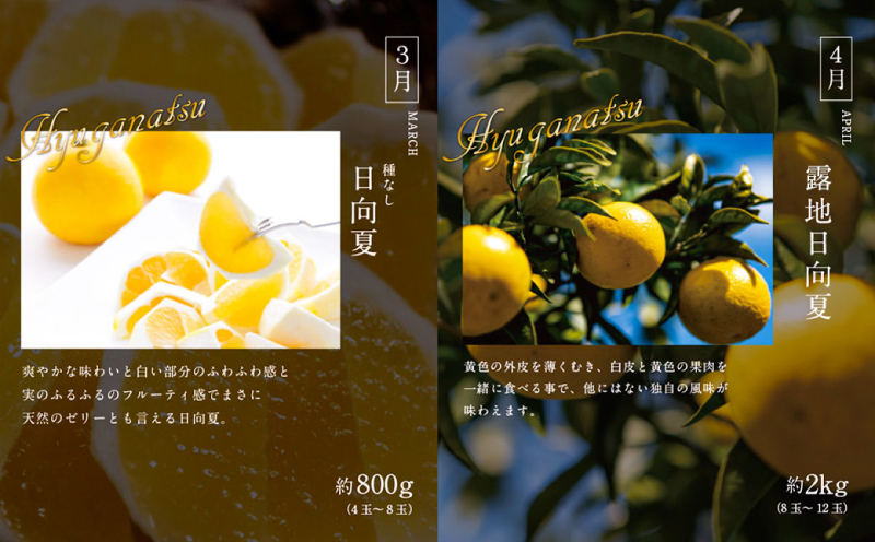 青果店厳選！「くだもの定期便Vol.2」(全9回) フルーツ 果物 定期便 9回 いちご きんかん 金柑 たまたま 日向夏 マンゴー メロン みかん 温州みかん 津之輝 柑橘 柑橘類 青果物 青果 グルメ お取り寄せ ギフト_M153-005