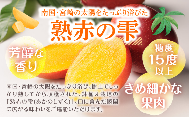 《2026年発送先行予約》【数量・期間限定】宮崎県産鉢植え完熟マンゴー 熟赤の雫(あかのしずく) 化粧箱入り2L×2玉 完熟マンゴー マンゴー フルーツ くだもの デザート スイーツ 南国_M168-005-01