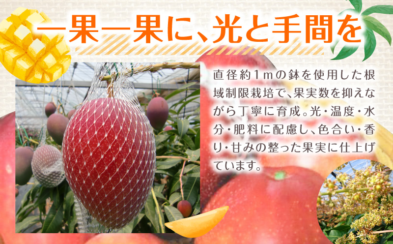 《2026年発送先行予約》【数量・期間限定】宮崎県産鉢植え完熟マンゴー 熟赤の雫(あかのしずく) 化粧箱入り2L×2玉 完熟マンゴー マンゴー フルーツ くだもの デザート スイーツ 南国_M168-005-01
