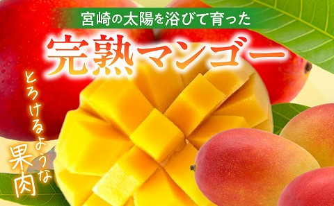 【2026年発送先行予約】《数量・期間限定》完熟！宮崎マンゴー 特秀 大玉3Lサイズ 2玉化粧箱入り 国産 マンゴー 特秀品 2玉 化粧箱 化粧箱入り 完熟 大玉 3L 冷蔵 フルーツ 果物 旬の果物 くだもの 特産品 お取り寄せ 贈答 ギフト_M183-002_01