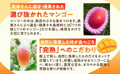 【2026年発送先行予約】《数量・期間限定》完熟！宮崎マンゴー 特秀 大玉3Lサイズ 2玉化粧箱入り 国産 マンゴー 特秀品 2玉 化粧箱 化粧箱入り 完熟 大玉 3L 冷蔵 フルーツ 果物 旬の果物 くだもの 特産品 お取り寄せ 贈答 ギフト_M183-002_01