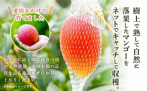 《2025年発送先行予約》【期間・数量限定】宮崎県産 太陽のタマゴ 1玉_M184-003_02