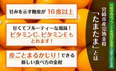 《2025年発送先行予約》【期間・数量限定】完熟金柑たまたま 約3kg_M184-007