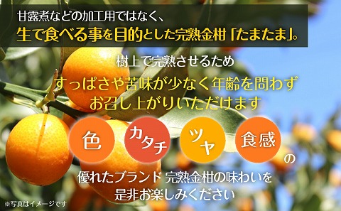 《2025年発送先行予約》【期間・数量限定】完熟金柑たまたま 約3kg_M184-007