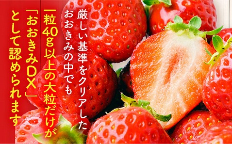 《2025年発送先行予約》【数量・期間限定】宮崎県産いちご「おおきみDX」2パック（18粒）_M260-005