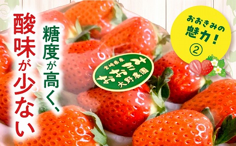 《2025年発送先行予約》【数量・期間限定】宮崎県産いちご「おおきみ」1パック(計360g以上：12粒～15粒)_M260-001